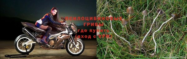 apvp Вязники